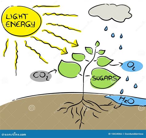 Photosynthesis. stock vector. Illustration of icon, explain - 18434066