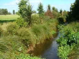 How to select the best plants for riparian planting