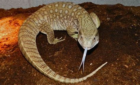 8 Big Lizard Pets You'll Be Dying to Own (Beginner Friendly)