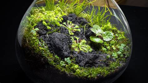 carnivorous plant terrarium - Enda Walth