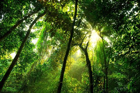 What is the structure of the tropical rainforest? - Internet Geography