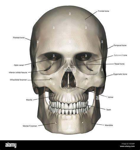 Zygomaticofacial Foramen Wikipedia, 50% OFF