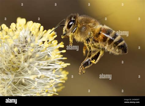 honey bee, pollination, honey bees, pollinations Stock Photo - Alamy