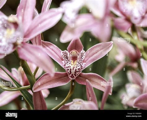 Orchids garden, flowerage of Madeira, Portugal, Madeira, Funchal Stock ...