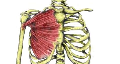 Pectoralis Major