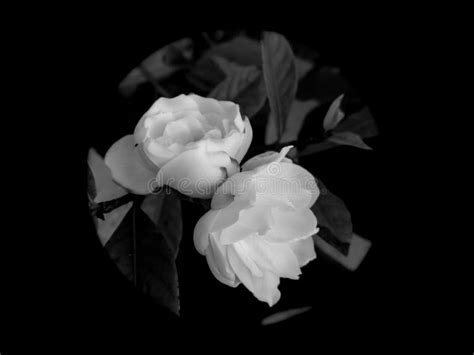 Black and White Photography of Beautiful Flowers Blooming Isolated from ...