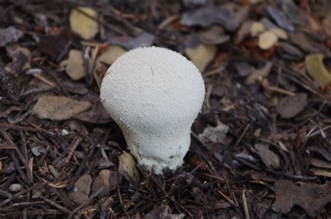 Puffball mushroom. Edible and of good quality as long as it is pure ...