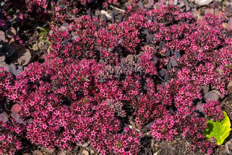 13 Low-Maintenance Ground Cover Plants - INSTALL-IT-DIRECT