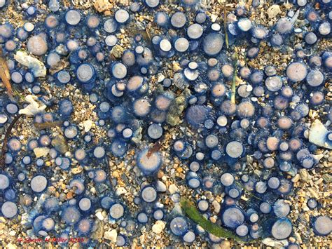 Thousands of Blue button jellyfish washed ashore Okinawa | Okinawa ...