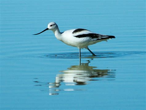 American Avocet | Mexican Birds.org