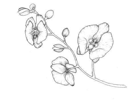 Orchid Flower Hand Drawing Digital Download - Etsy UK