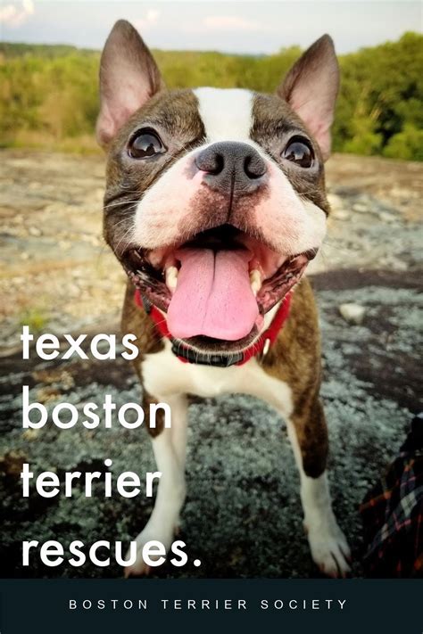 Boston Terrier Puppies Rescue Texas - Pets Lovers