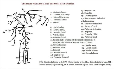 External iliac artery