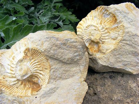 Fossil Mollusks Royalty Free Stock Photo - Image: 9443075