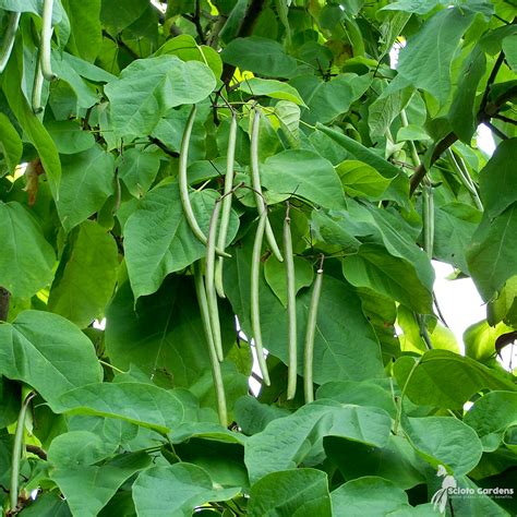 Catalpa speciosa #3 (Northern Catalpa) - Scioto Gardens Nursery