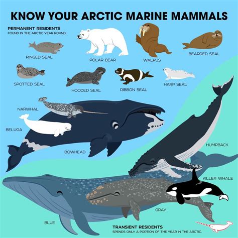 Arctic. | Arctic animals, Animal infographic, Marine animals