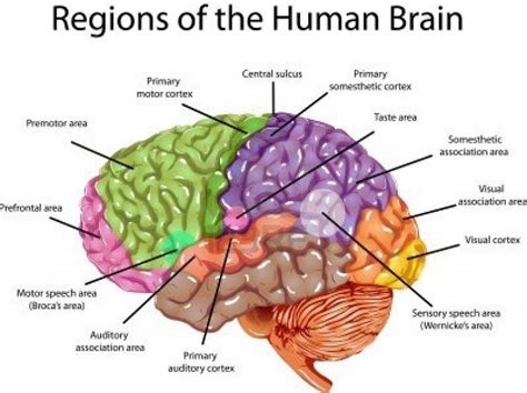 Psychology Brain Parts and Functions Diagram | Quizlet