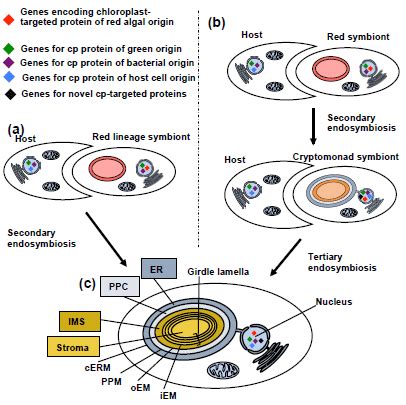 Origins and structure of the diatom chloroplast. This schematic figure ...