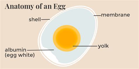 The Little-Known Benefits of Feeding Eggshell Membranes - NorthPoint ...