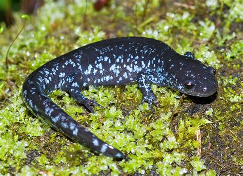 Blue-spotted Salamander (Ambystoma laterale) | Allen County,… | Flickr