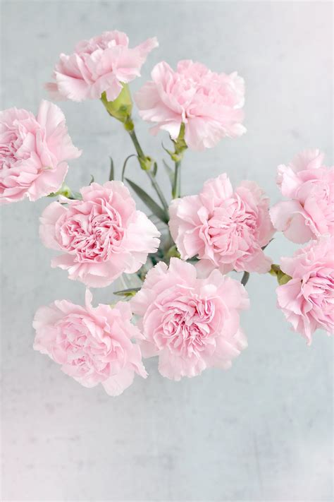 Pink Carnation Wallpapers - Wallpaper Cave