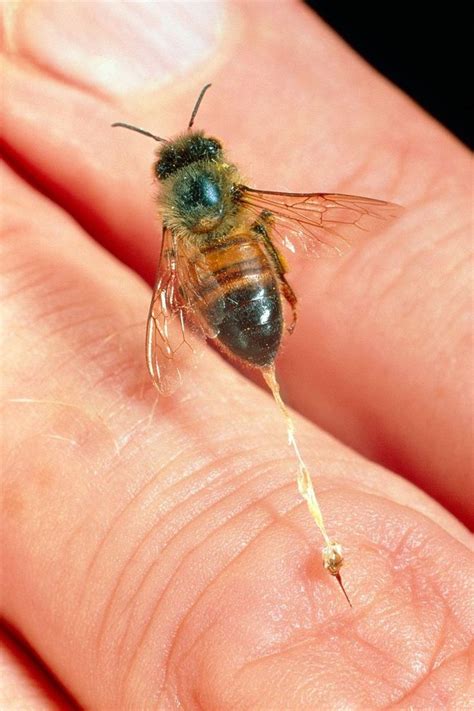 a close up of a person's hand with a bee on it