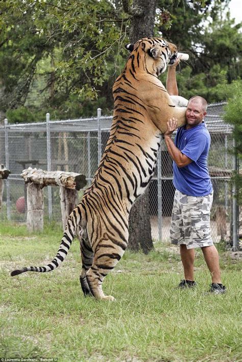 A Siberian tiger with a man for scale. : r/pics