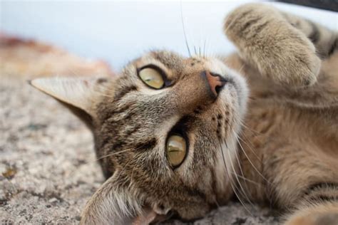 Rabies in Cats: Signs & Symptoms | Montecito Vets