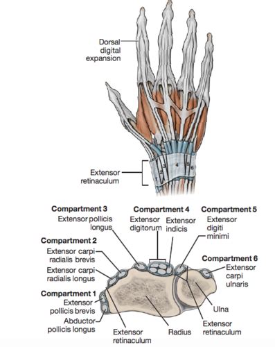 Dorsal Wrist Compartments Flashcards | Quizlet