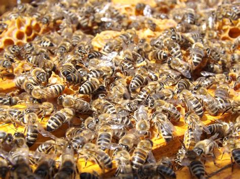 Swarm of Honey Bee · Free Stock Photo