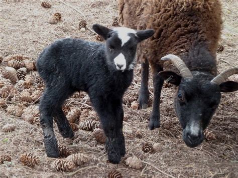 Woodland Creek Farm Soay Sheep: 2011 Soay Lambs at Woodland Creek