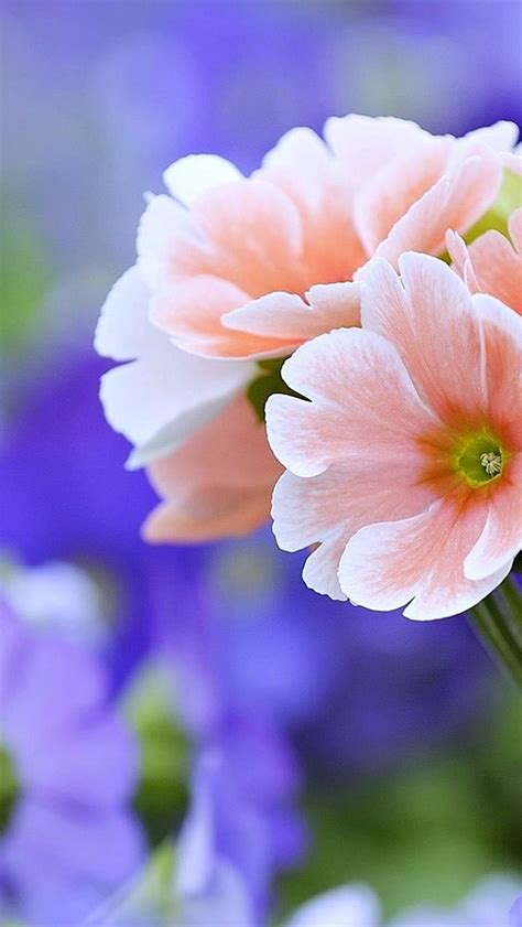 Cute Flowers Wallpaper For Mobile Phone | Best Flower Site