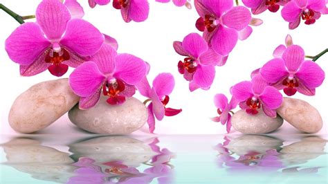 Spa Orchids Wallpapers - Top Free Spa Orchids Backgrounds - WallpaperAccess