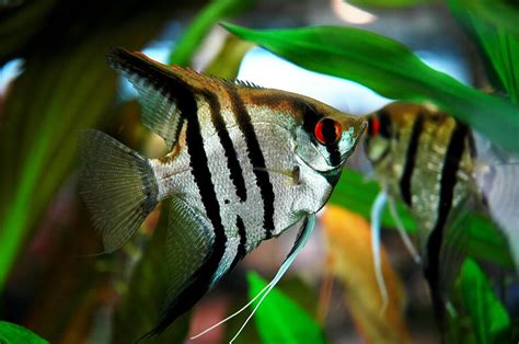 Freshwater Angelfish Information | Aquatic Mag