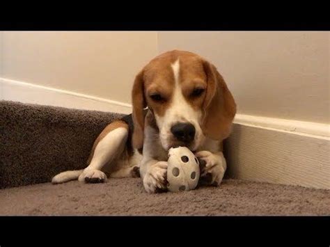 Oliver The Beagle Plays with his ball On YouTube Please Subscribe ...