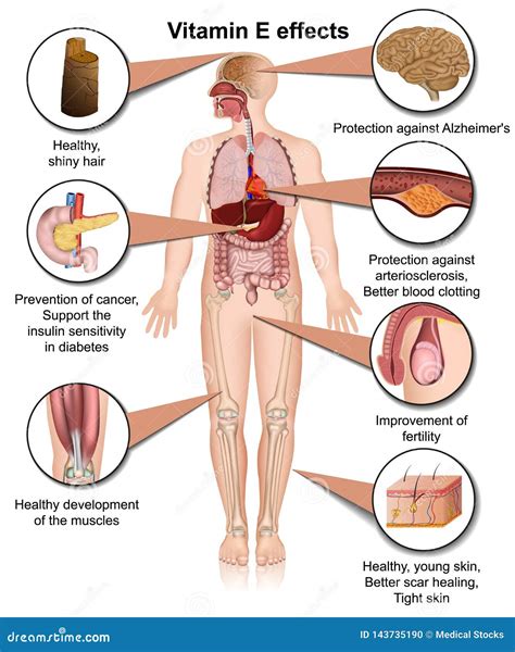 Vitamin E Effects Infographic 3d Medical Illustration On White ...