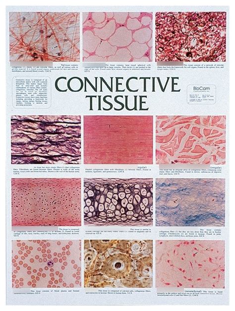 Types Of Connective Tissue Drawing