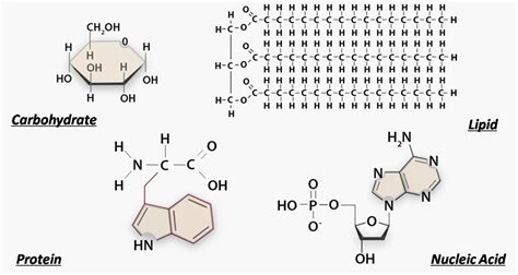 Structure and Function of Biological Macromolecules Study Guide | Inspirit