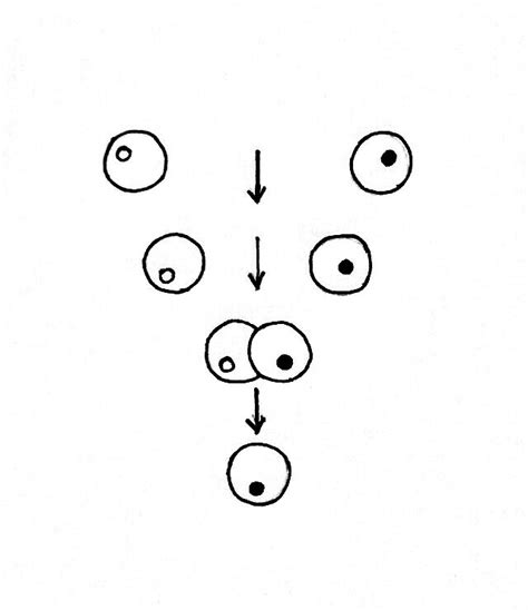 Protoplast Preparation and Fusion: Principle, Requirements, Procedure