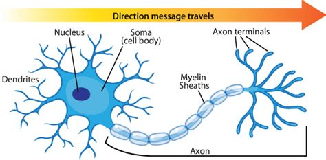 can anybody tell me that how does the neuron look like PLS - Science ...