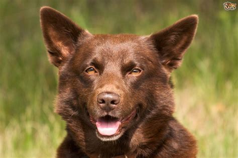 Australian Kelpie Dog Breed | Facts, Highlights & Buying Advice ...