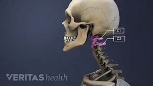 The C1-C2 Vertebrae and Spinal Segment | Spine-health