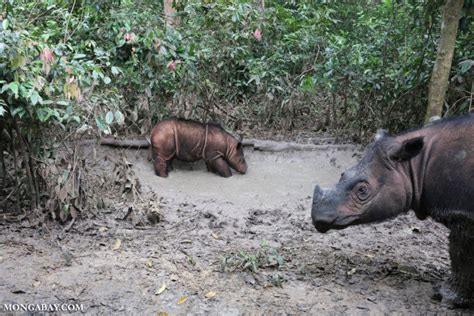 Borneo Rhino Alliance — BORA is an NGO which is dedicated to uniting ...