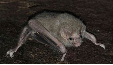 How we discovered the vampire bats that have learned to drink human blood