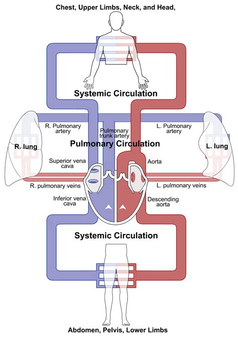 Cardiac Cycle Diagram