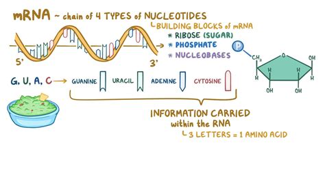 Translation of mRNA: Video, Anatomy & Definition | Osmosis