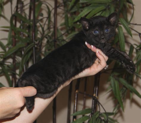 Melanistic | Select Exotics - Savannah Cats