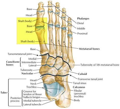 Bones Of The Toes Diagram