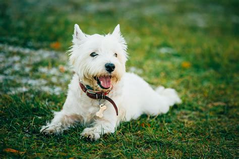 West Highland White Terrier Top Dog Breed Details & Information