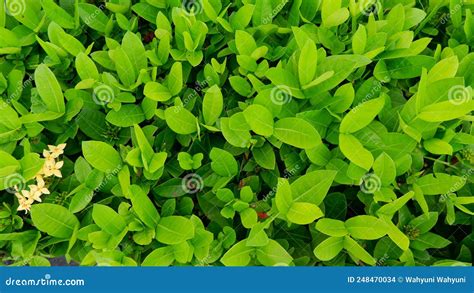 Green Leaves of Ashoka Flower Tree Stock Photo - Image of environment ...